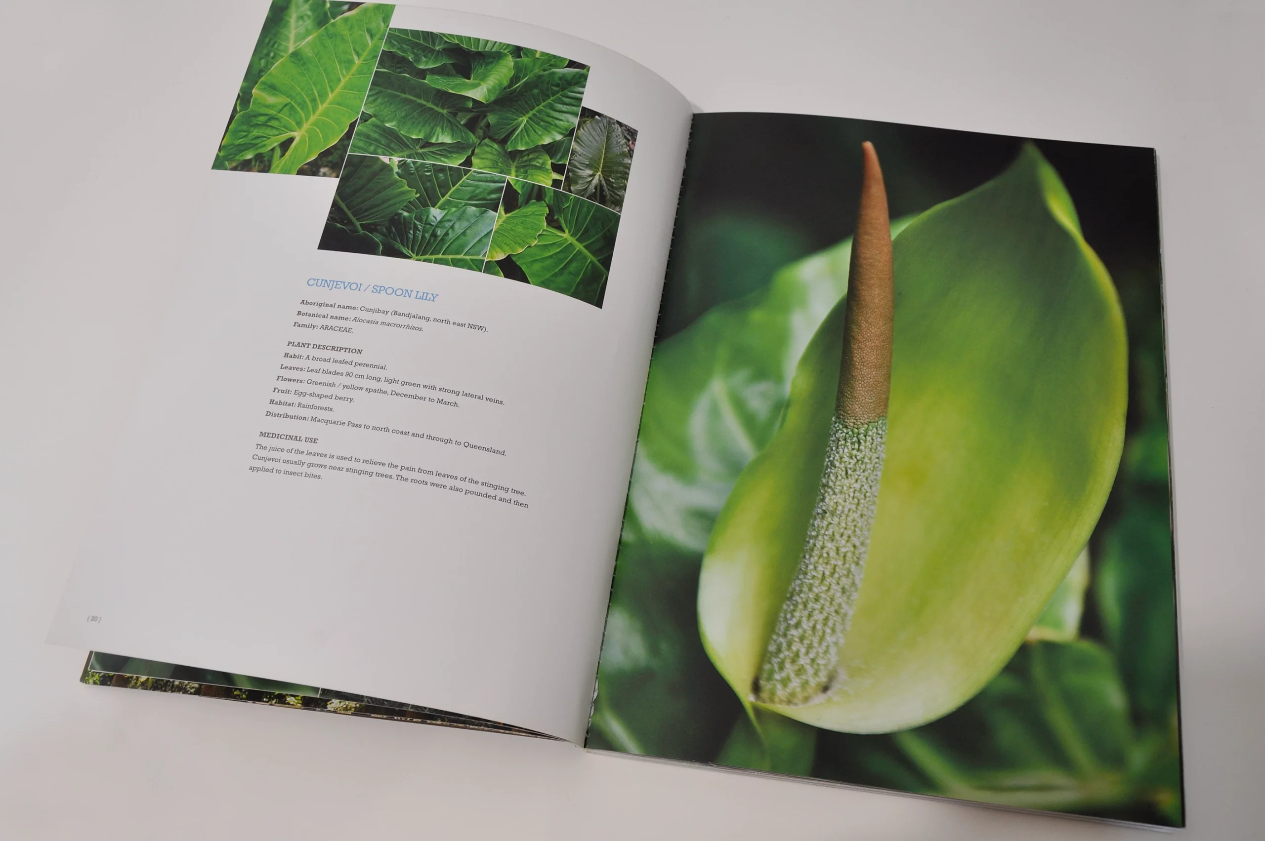 Bush Medicine Plants of the Illawarra book design by Eureka Creative