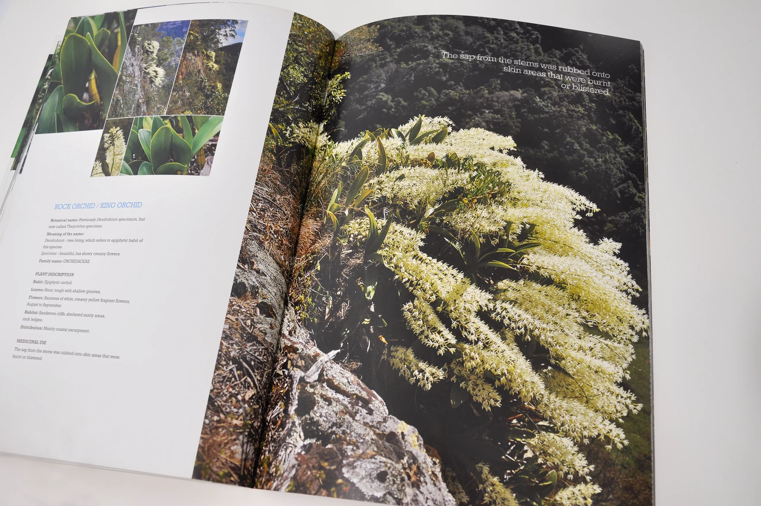 Bush Medicine Plants of the Illawarra book design by Eureka Creative
